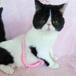 Beautiful bicolor female puppy looking for a loving family in Norman, ok