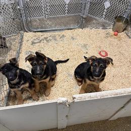 German Shepherd Puppies - 1 Male and 2 Females Available in Clare, mi