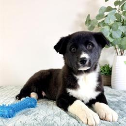 Gerberian Shepsky Puppies Available for Adoption in Indianapolis, in