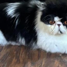 Persian Male Cat, 3 Years Old, Available for Breeding in New Bedford, ma