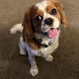 Cavalier King Charles Spaniel Male Seeking Loving Home in Baltimore, md