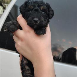 Toy Poodle Puppies Available in Jacksonville, fl