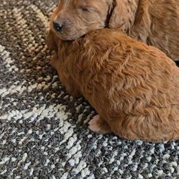 Mini Goldendoodle Puppy Paxton - 4 Weeks Old in Grand Rapids, MI, Ready April 1st in Grand Rapids, mi