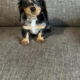 Mini AKC Silver Chihuahua Female Long Hair in Tonopah, az