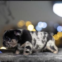 Merle Puppy - Close to 5 Months Old in Garland, tx