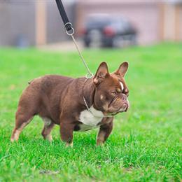 Chocolate Tri Male Puppy for Sale in Garland, tx