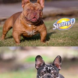 Isabella Carrier Kitten - Almost 5 Months Old in Garland, tx