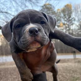 Female American Bully Available in Raleigh, nc