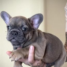 French Bulldog Puppies Available in Port Saint Lucie, fl