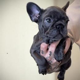 French Bulldog Puppies Available in Port Saint Lucie, fl