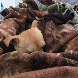 Chihuahua Male 9 Months Old, Up to Date on Vaccines in Lynchburg, va