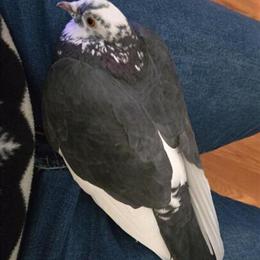 Pigeons for Adoption - Male and Female Available in Lynchburg, va