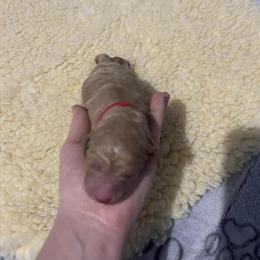 Goldendoodle Puppies Available for Adoption in Delphos, oh