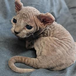 Sphynx Kittens Ready for New Homes with Shipping Available in Douglasville, ga