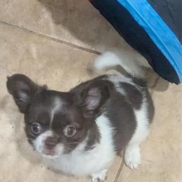 Full AKC Female Chihuahua Puppy for Sale in Wittmann, az