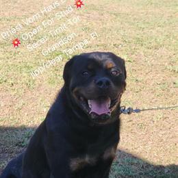 Rottweiler Stud Available for Breeding in Tampa, fl