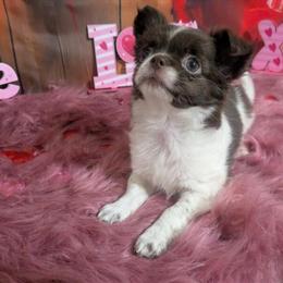 Female Chihuahua Puppy with Full AKC Registration in Wittmann, az