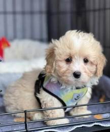 Cavapoo Male Puppy Baron Vaccinated Pad Trained Small Size in Eau Claire, WI