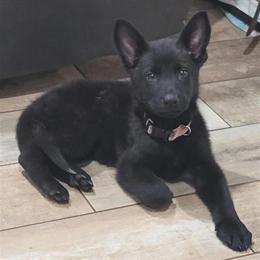 AKC Solid Black Female German Shepherd Puppies from DDR Working Lines in Lakeland, fl