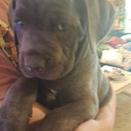 Cane Corso Puppies Ready for New Homes in Gulf Shores, al