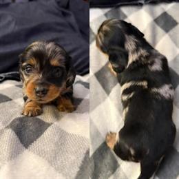 Miniature Dachshund Puppies Available in Cleves, oh