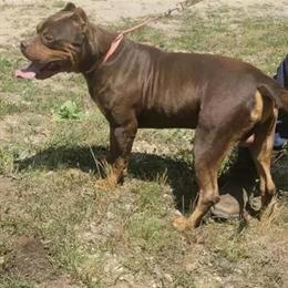 XL Male American Bully for Adoption in Danville, va