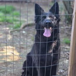 German Shepherd Puppies Expected May 2026 in Spartanburg, sc