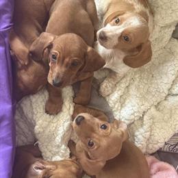 Mini Dachshund Puppies Available - Red and Piebald in Wyoming, mn