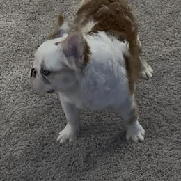 Koi French Bulldog Male Available in Georgetown, sc