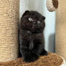 Scottish Fold Kitten - Elite Pedigree, Male, Black, Vaccinated in New York, ny