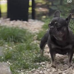 Blue & Tan Female Adult Dog for Adoption in Georgetown, sc