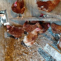 Isa Brown Red Laying Hens for Sale in Kendallville, in