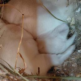 Female rabbit with 3 bunnies for sale in Kendallville, in