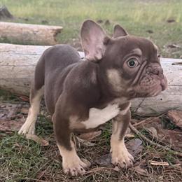 Chocolate & Tan French Bulldog Puppy Ready for New Home in Georgetown, sc
