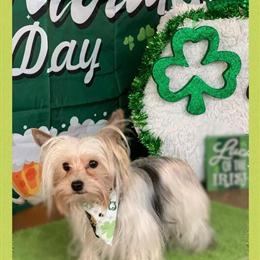 Stud Service for Parti Yorkshire Terrier - AKC/CKC Registered in Newnan, ga