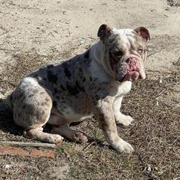 English Bulldog - 2 Years Old, Chocolate Merle in Rockingham, nc