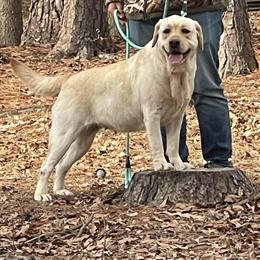 AKC English Labrador Retriever Puppies Available Soon in Rockingham, nc