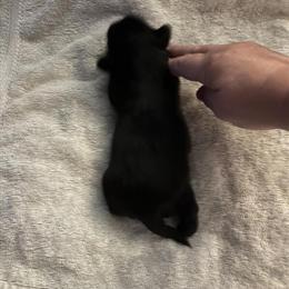 Shih Tzu Puppies Available in Lorton, va