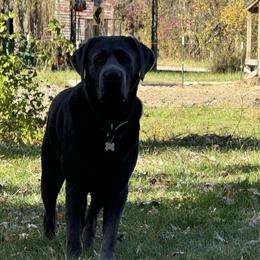 Charcoal Labrador for Stud Service in Detroit, mi