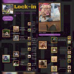 Lilac Bully Female Available for Adoption in Raleigh, nc