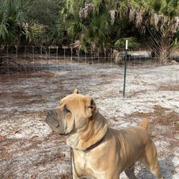 Cane Corso Stud Available for Breeding in Ocala, fl
