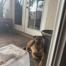 5 Month Male Belgian Malinois Available in Ocala, fl