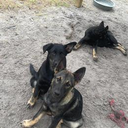7 Month Old Female Belgian Malinois Mix in Ocala, fl