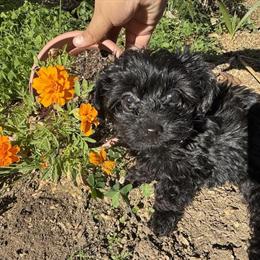 Male Yorkiepoo Toy Size Available in Lancaster, ca