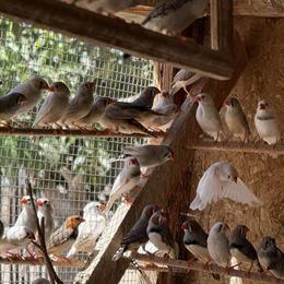 Zebra Finches for Sale - Young and High Desert Raised in Lancaster, ca