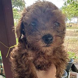 AKC Red Teacup Poodles for Sale in Lancaster, ca