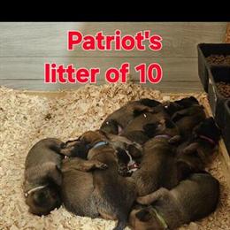 Belgian Malinois Puppies Ready for New Homes in Cincinnati, oh