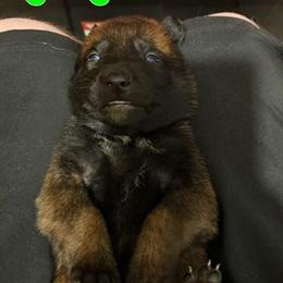 Belgian Malinois Puppies Ready for New Homes in Cincinnati, oh