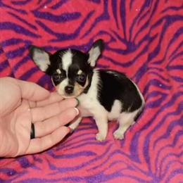 Chihuahua Puppies for Adoption in Pharr, tx