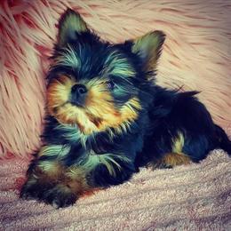 Yorkshire Terriers Available in Pharr, tx